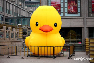 Illustration for article titled In China, There Are Too Many Giant Rubber Duck Rip-Offs